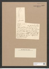 Diatomeae indet. Zeichnungen Sammlung Grunow Nr. 3330 (NHMW-BOT-W0370833)